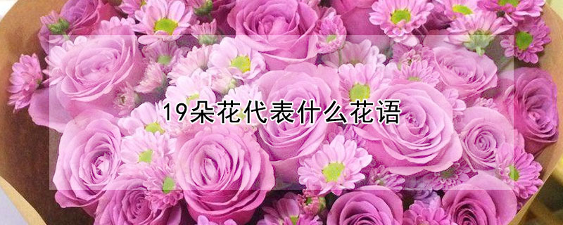 19朵花代表什么花語