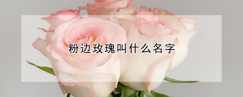 粉邊玫瑰叫什么名字