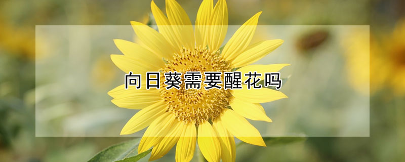 向日葵需要醒花嗎