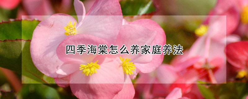 四季海棠怎么養(yǎng)家庭養(yǎng)法