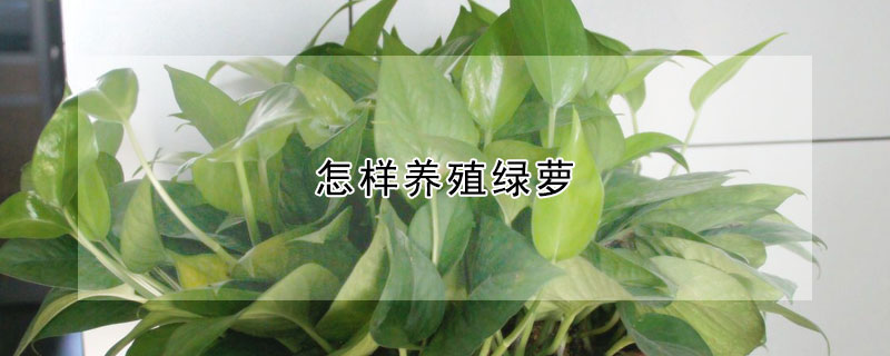 怎樣養殖綠蘿