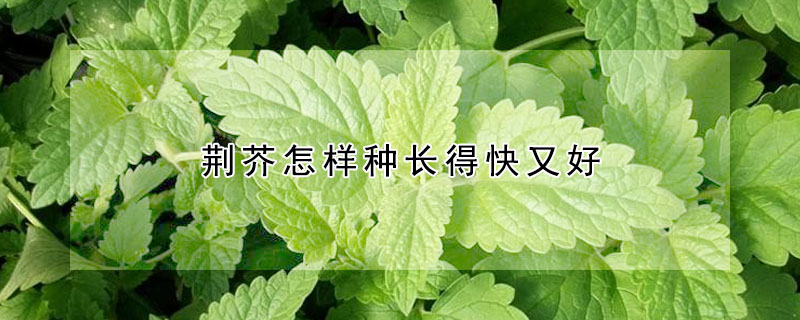 荊芥怎樣種長得快又好