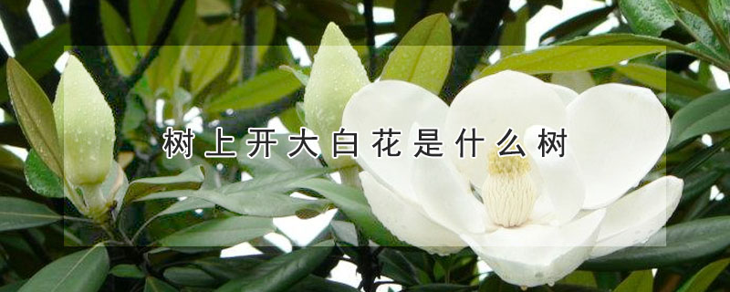 樹上開大白花是什么樹