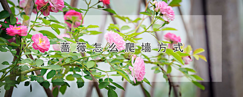 薔薇怎么爬墻方式