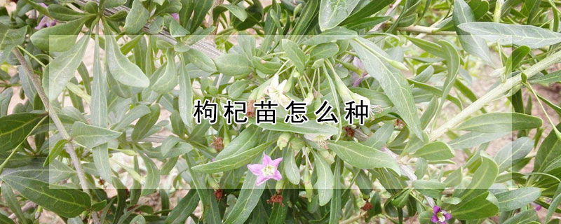 枸杞苗怎么種