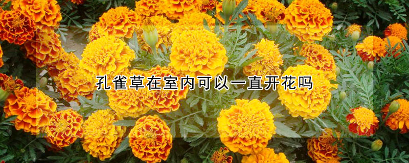 孔雀草在室內可以一直開花嗎