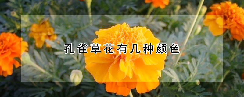 孔雀草花有幾種顏色