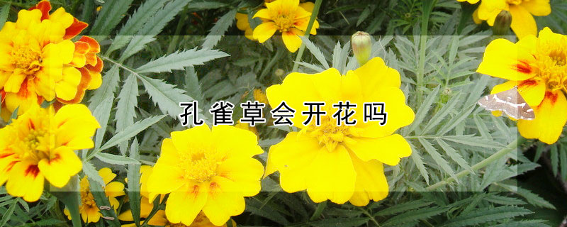 孔雀草會開花嗎