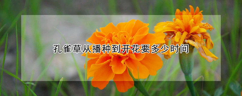 孔雀草從播種到開花要多少時(shí)間