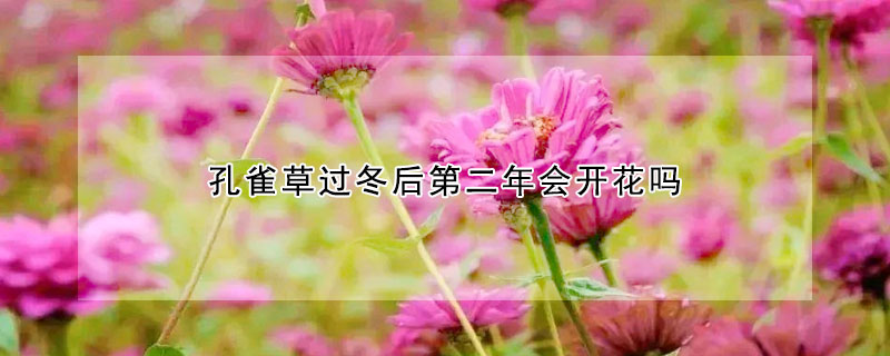 孔雀草過冬后第二年會開花嗎