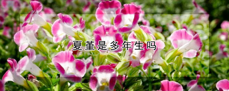 夏堇是多年生嗎