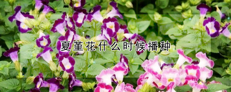 夏堇花什么時候播種