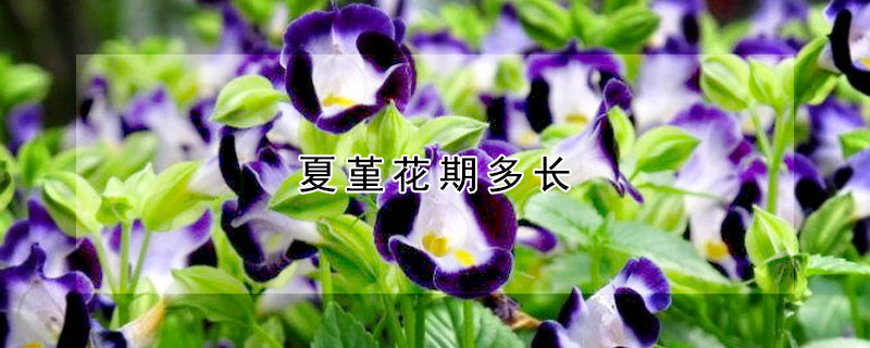 夏堇花期多長(zhǎng)