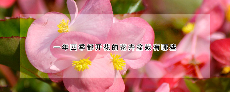 一年四季都開花的花卉盆栽有哪些