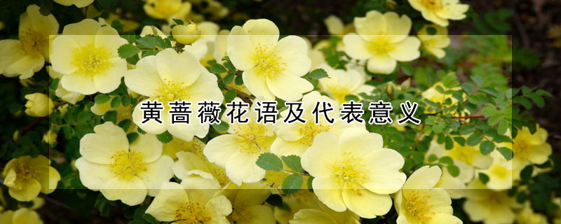 黃薔薇花語及代表意義