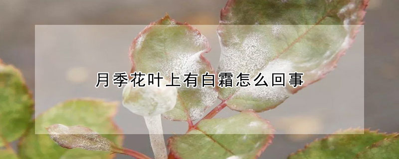 月季花葉上有白霜怎么回事