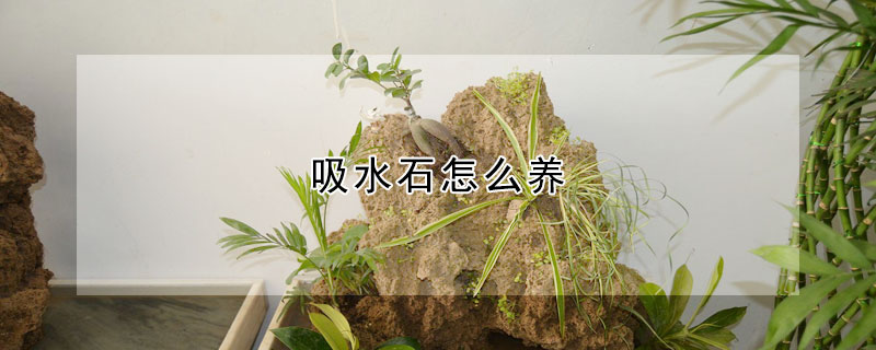 吸水石怎么養(yǎng)