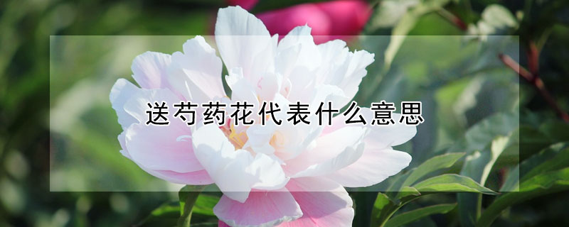 送芍藥花代表什么意思