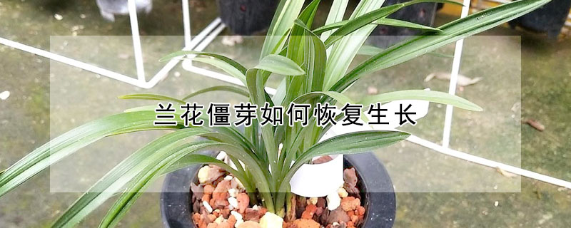 蘭花僵芽如何恢復生長