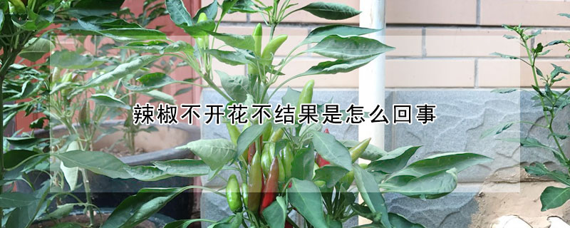 辣椒不開花不結(jié)果是怎么回事