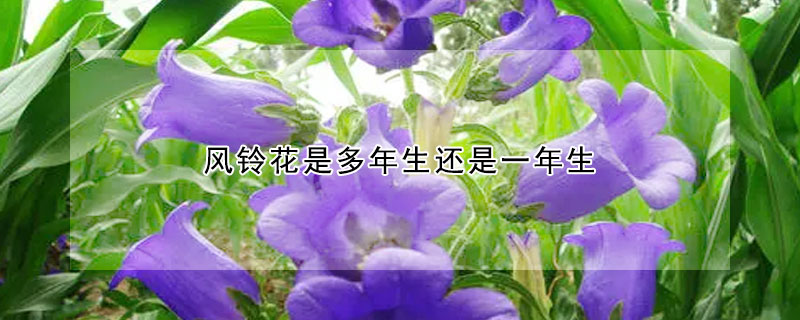 風(fēng)鈴花是多年生還是一年生