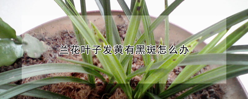 蘭花葉子發(fā)黃有黑斑怎么辦