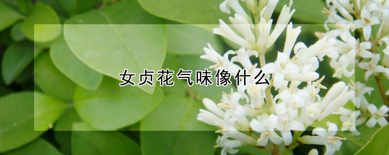 女貞花氣味像什么