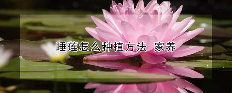 睡蓮怎么種植方法 家養(yǎng)