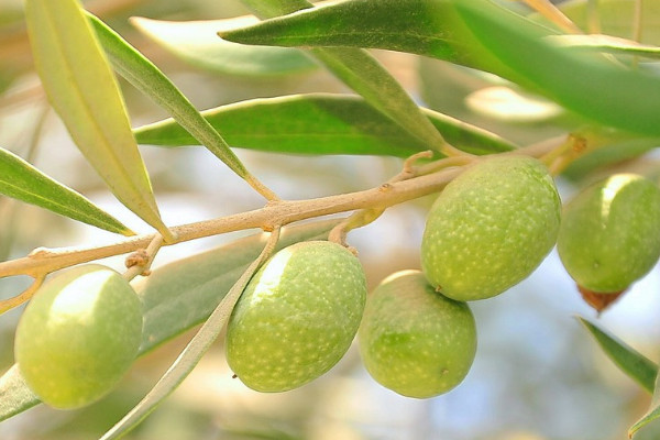 橄欖樹種植技術