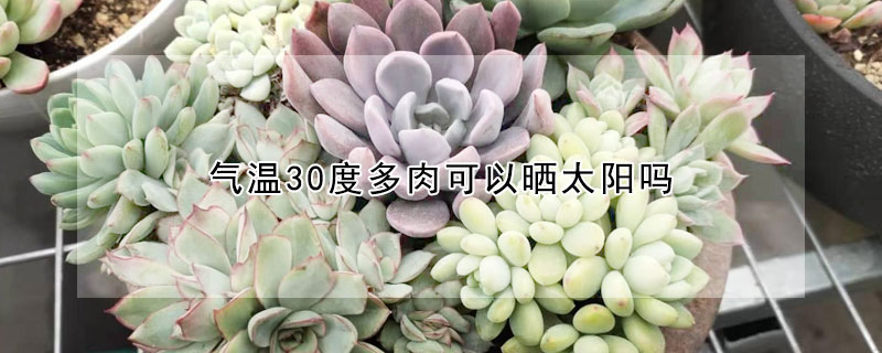 氣溫30度多肉可以曬太陽嗎