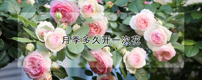 月季多久開一次花