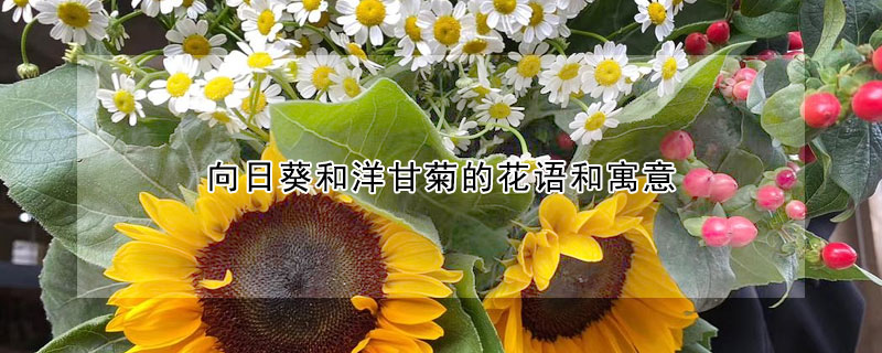 向日葵和洋甘菊的花語和寓意