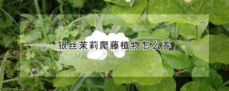 銀絲茉莉爬藤植物怎么養(yǎng)