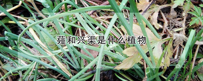 薤和興渠是什么植物