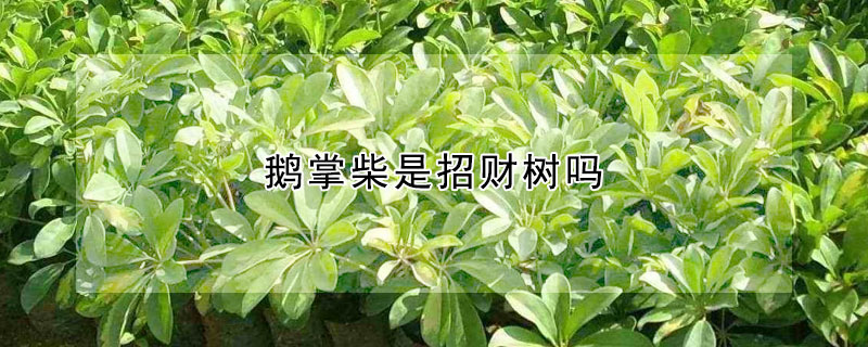 鵝掌柴是招財樹嗎