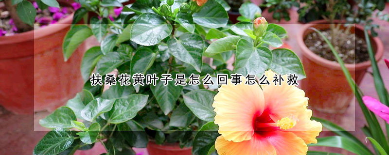 扶桑花黃葉子是怎么回事怎么補(bǔ)救