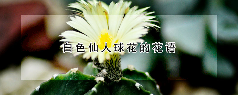 白色仙人球花的花語