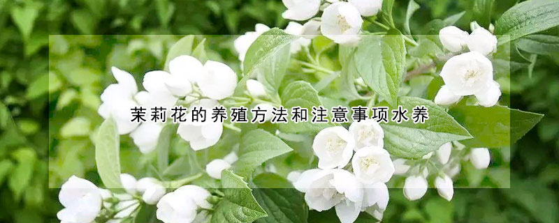 茉莉花的養(yǎng)殖方法和注意事項(xiàng)水養(yǎng)