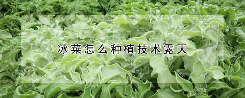 冰菜怎么種植技術露天