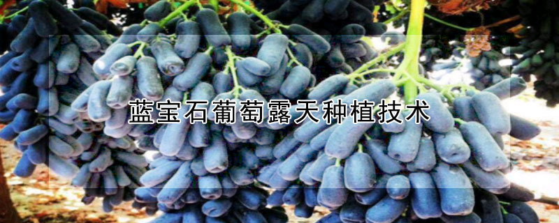 藍寶石葡萄露天種植技術