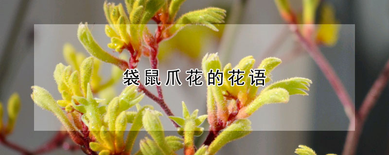 袋鼠爪花的花語(yǔ)