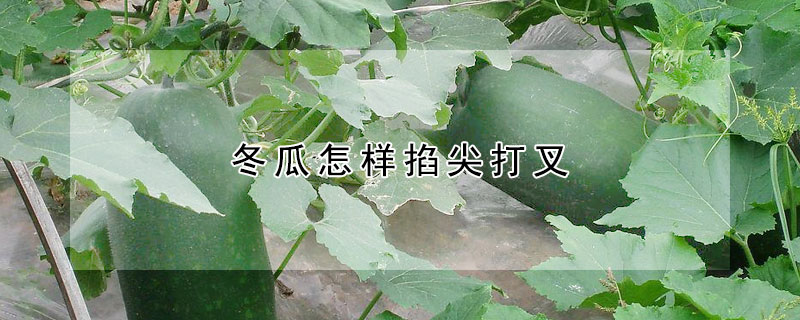 冬瓜怎樣掐尖打叉