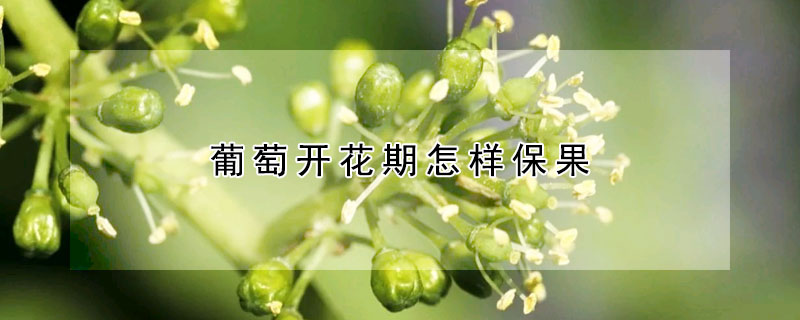 葡萄開花期怎樣保果