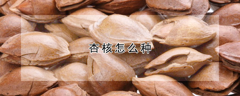 杏核怎么種