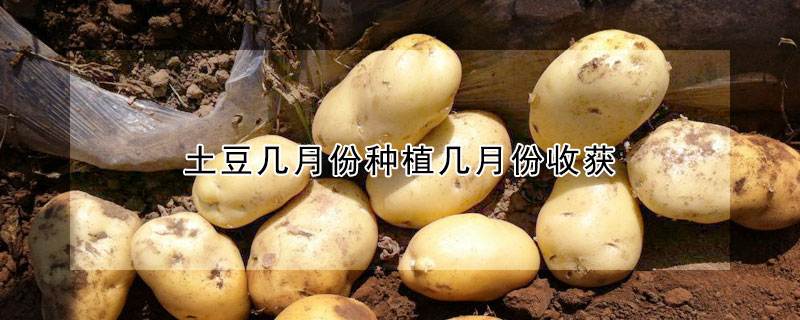 土豆幾月份種植幾月份收獲