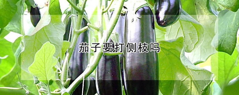 茄子要打側(cè)枝嗎