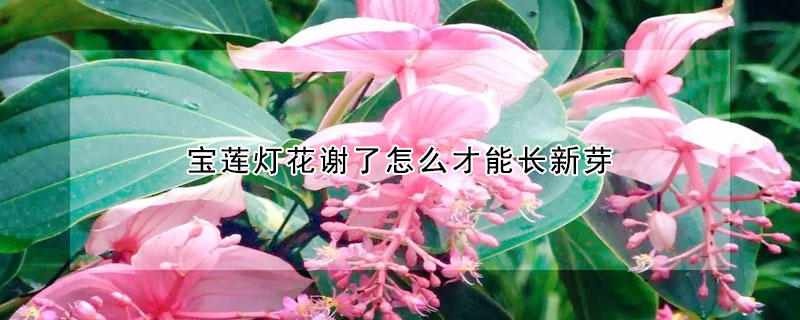 寶蓮燈花謝了怎么才能長(zhǎng)新芽