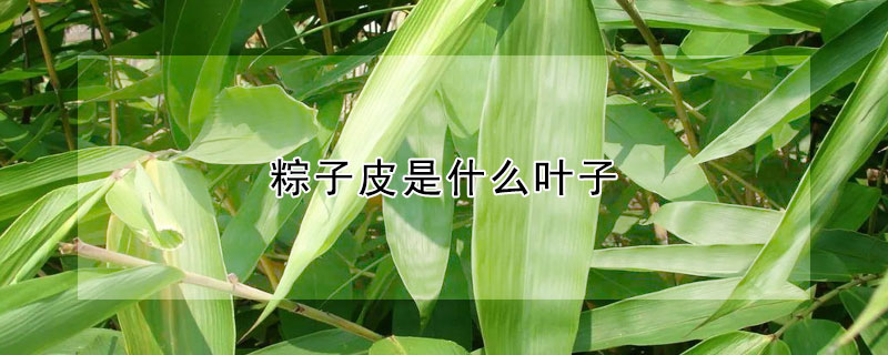 粽子皮是什么葉子