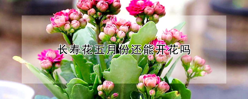 長(zhǎng)壽花五月份還能開(kāi)花嗎