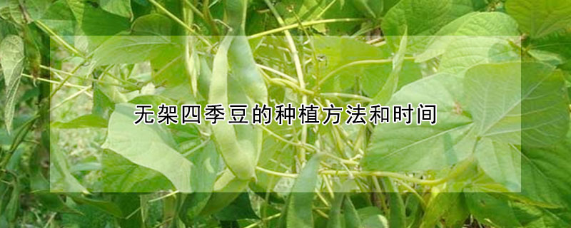 無架四季豆的種植方法和時(shí)間